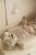 pol_pl_Little-Dutch-Bawelniany-recznik-z-kapturem-Baby-Bunny-75-x-75-cm-5572_2.jpg